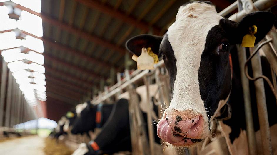 Macroom farm showcased at dairy conference Image