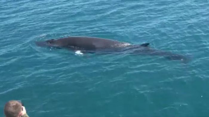 South west records high numbers of whales and sharks Image