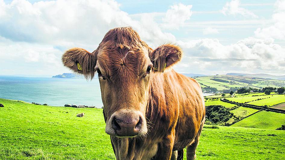 Average Irish dairy farmer had income of €97k in 2021 Image