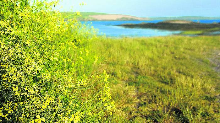 WILDLIFE: Mizen moss was medieval loo roll! Image