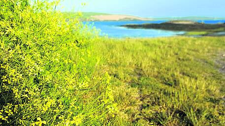 WILDLIFE: Mizen moss was medieval loo roll! Image