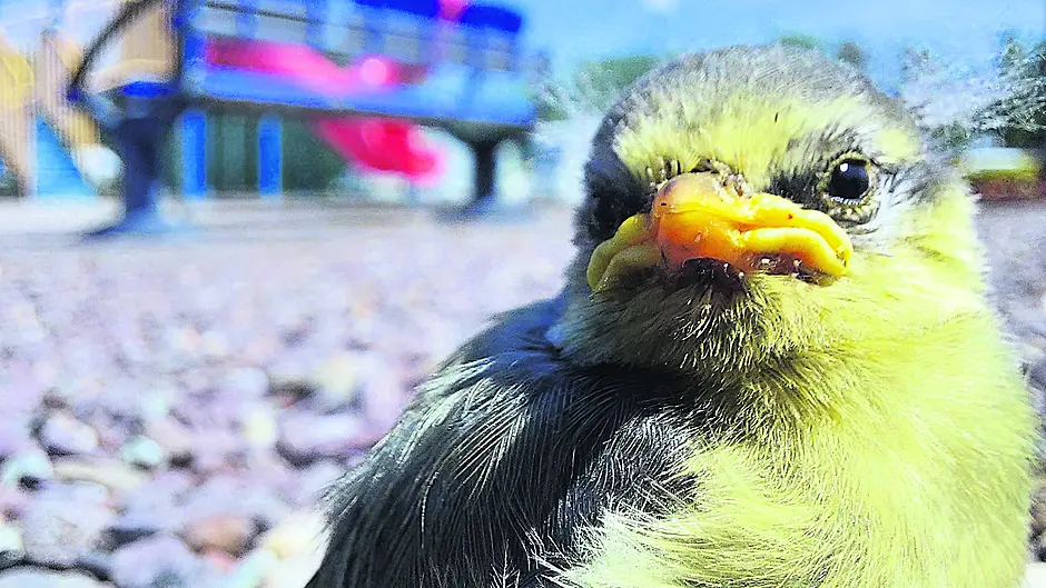 Reader’s Picture of the Week Image