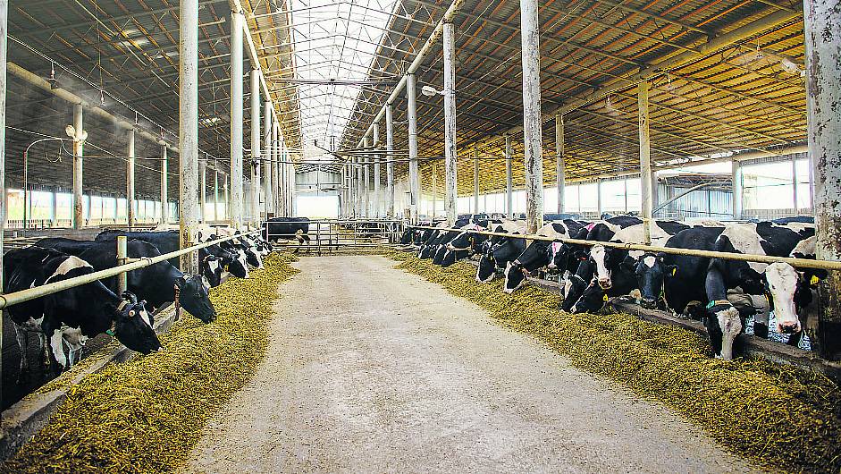 Average West Cork dairy farm has 80 cows and is run by a male farmer (55) Image