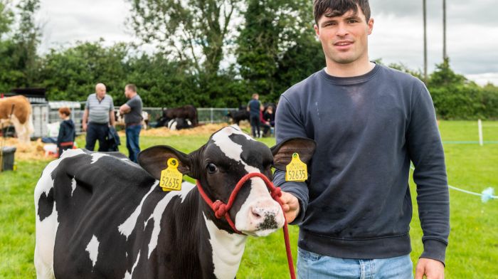 Dunmanway, West Cork, Ireland. 3rd July, 2022. Dunmanway Agricultural Show took place today for the first time since 2019 after COVID-19 caused the event to be cancelled. Showing his January born Freisan calf called 'Abrakazoo' was Stephen Shannon from Ballinascarthy.  Picture: Andy Gibson.