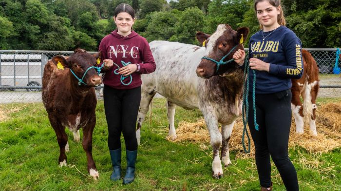Dunmanway, West Cork, Ireland. 3rd July, 2022. Dunmanway Agricultural Show took place today for the first time since 2019 after COVID-19 caused the event to be cancelled. Showing their pedigree Shorthorns were Zoe and Gemma Salter from Castlehaven.  Picture: Andy Gibson.