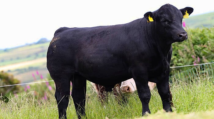 Clonakilty bred pedigree cattle sale attracts overseas buyers Image