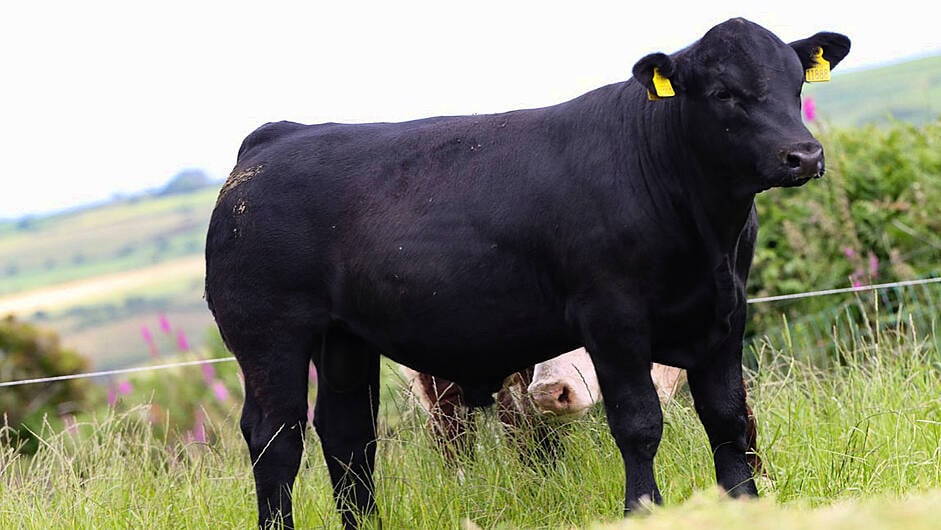 Clonakilty bred pedigree cattle sale attracts overseas buyers Image