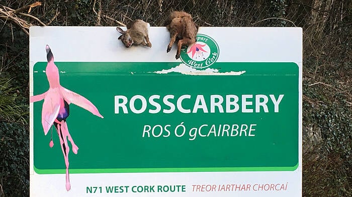 Shocking sight of another fox draped on sign Image