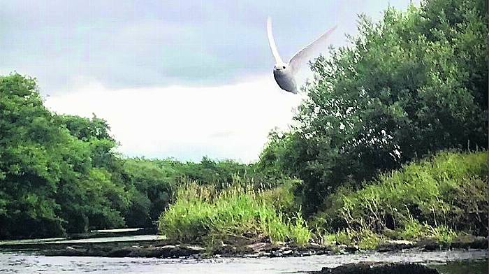 Rare white swallow was big surprise at Ballineen picnic Image