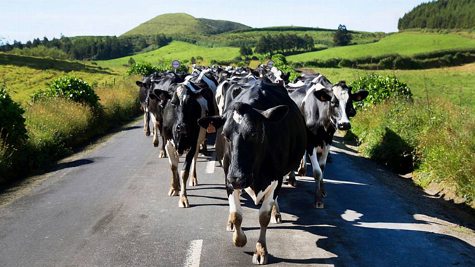 Put your best foot forward to tackle lameness in the herd Image