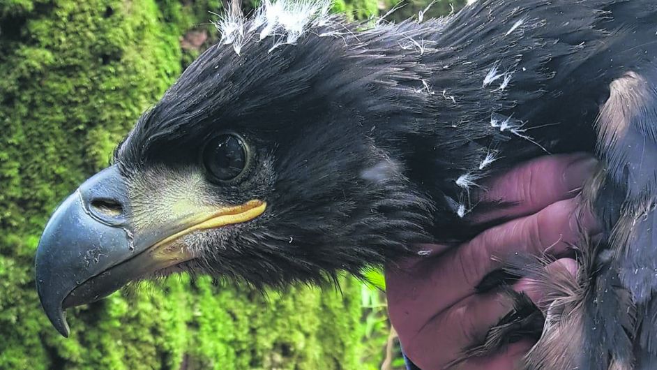 Glen’ eagle was raised by male Image