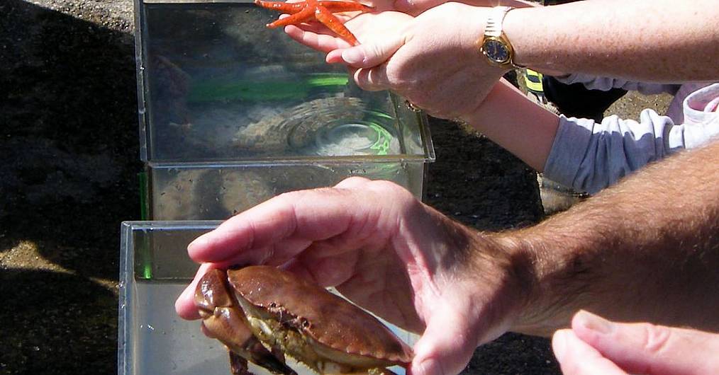 UCC's popular 'touch tank' is back at Lough Hyne Image