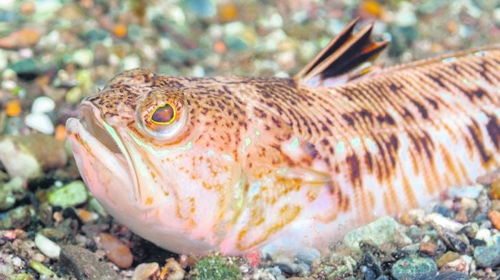 ‘Wear booties’ to avoid weever fish sting agony Image