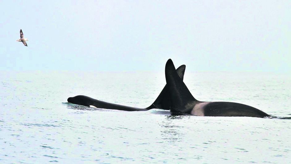 Killer whales seen off Toe Head are on holiday from Scottish isles Image