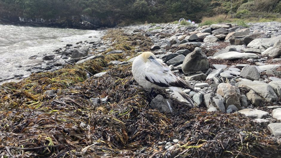 Reports of sick birds on West Cork coast Image