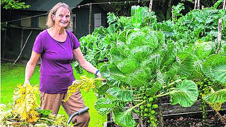 GARDENING: Less demanding autumnal garden Image