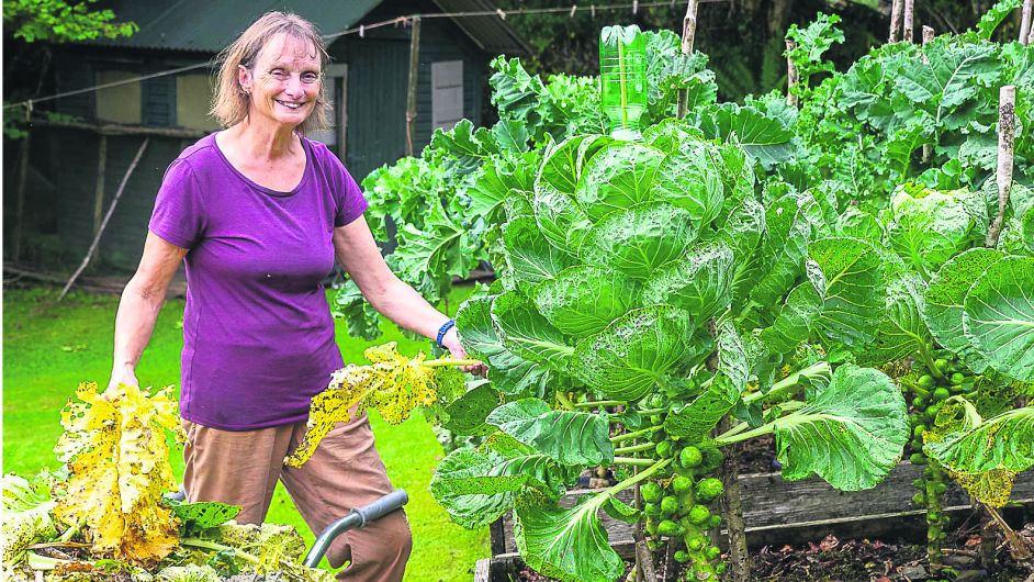 GARDENING: Less demanding autumnal garden Image