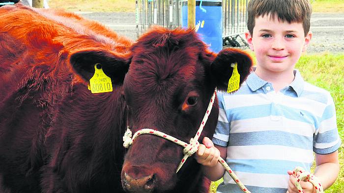 Ross Salter from Skibbereen with Merlot, his shorthorn calf. Photos: Tony McElhinney