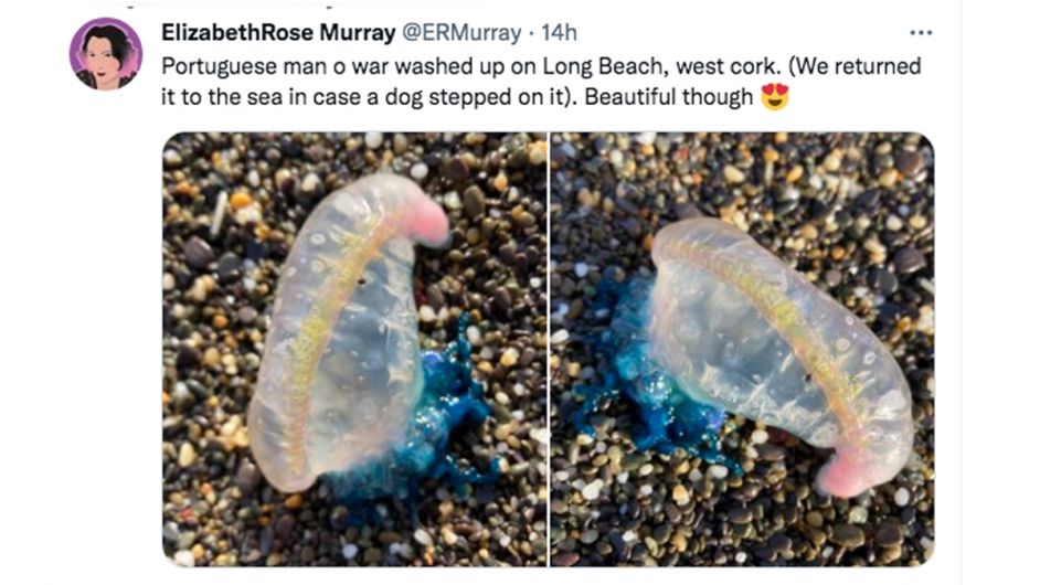 Early sighting of deadly Man O’War on West Cork beach Image