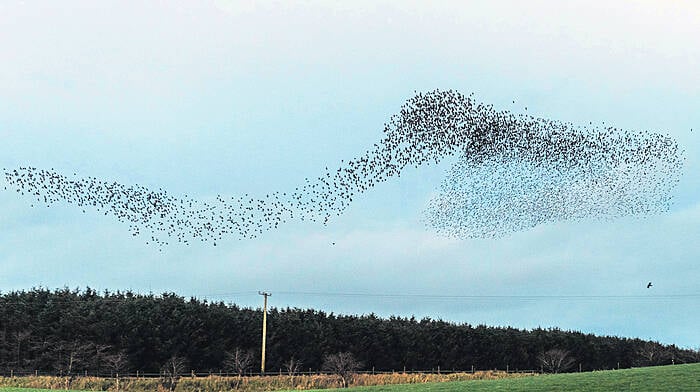 FLIGHTS OF FANCY: Startling starling show over Timoleague Image