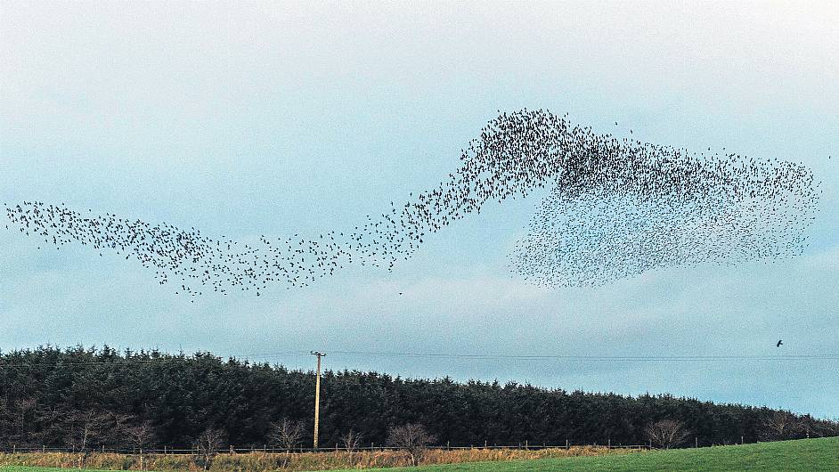 FLIGHTS OF FANCY: Startling starling show over Timoleague Image