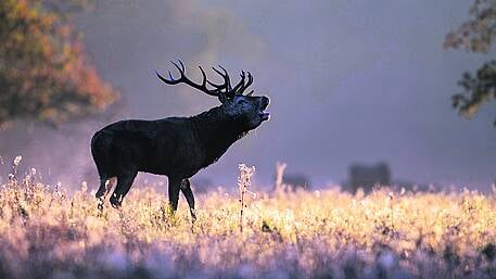 Wonders of West Cork’s Ice Age Image