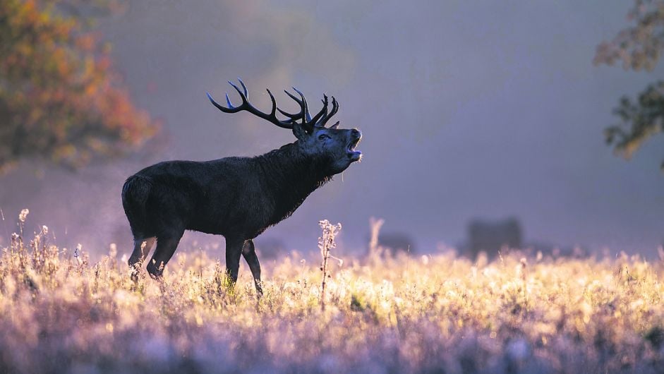 Wonders of West Cork’s Ice Age Image