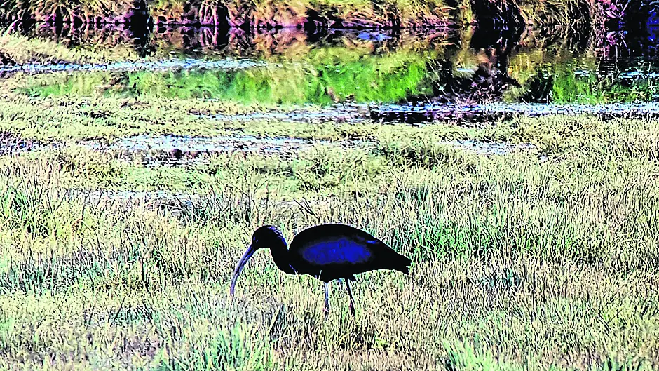Rare Glossy Ibis may not be so rare here any more Image