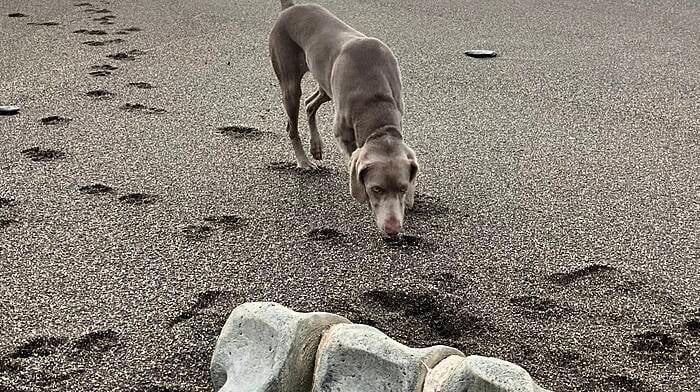 Huge whale bones found at Long Strand Image