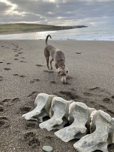 Huge whale bones found at Long Strand Image