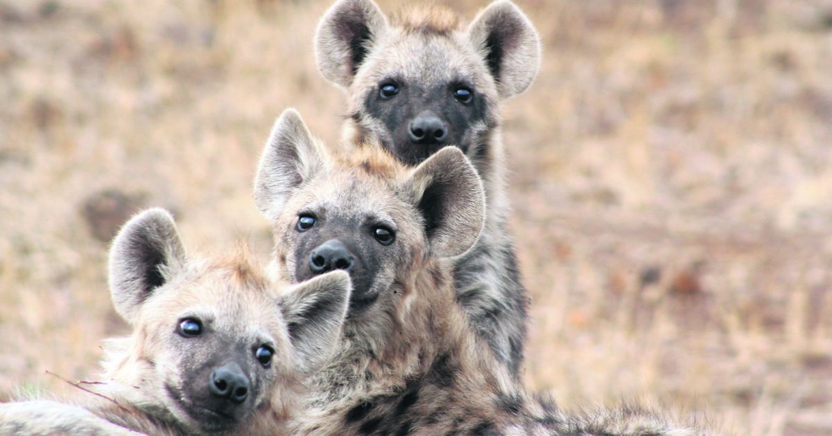WILDLIFE: Spotted hyena once hunted here | Southern Star