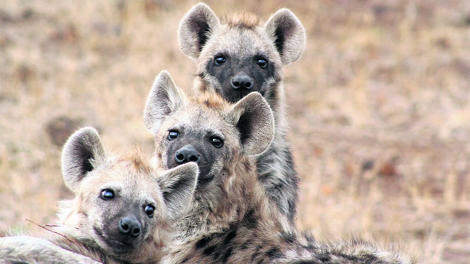 WILDLIFE: Spotted hyena once hunted here Image