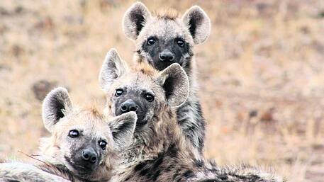 WILDLIFE: Spotted hyena once hunted here Image