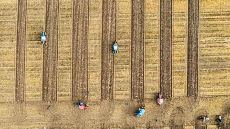 LINING OUT Ploughing on regardless Image