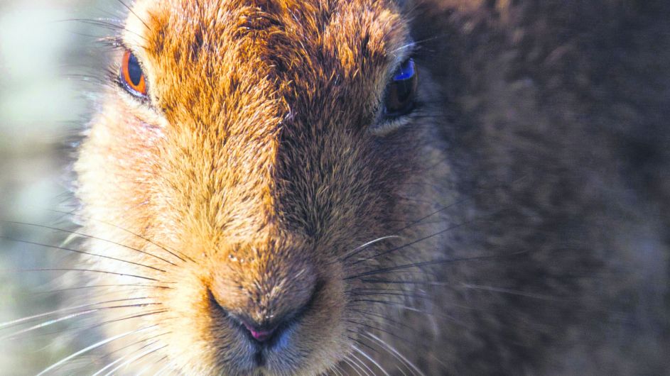 WILDLIFE: Irish hare here since the Iron Age Image
