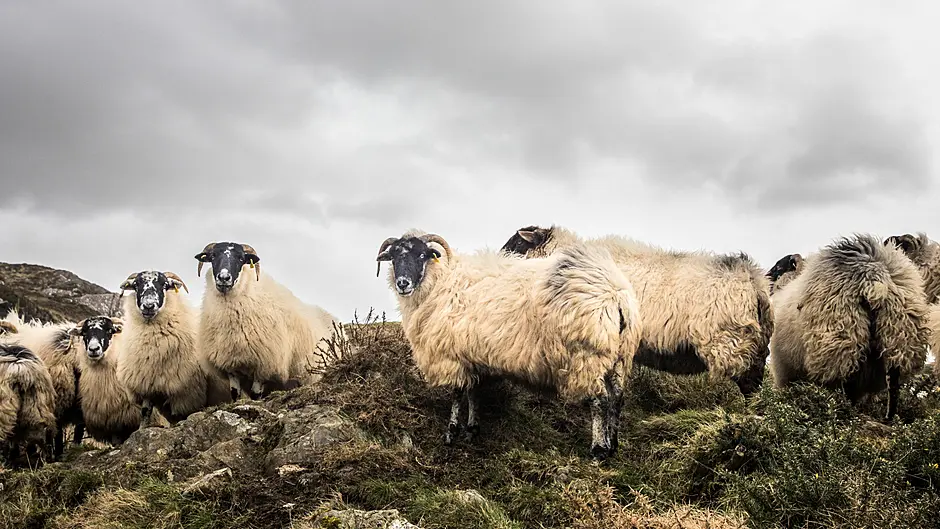 Sheep and hill farmers to meet in Ballylickey Image