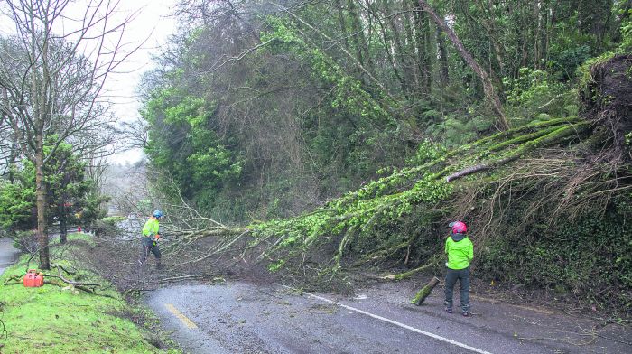 Workmen clearing a main road after it was blocked by fallen trees during Storm Eunice outside Crosshaven. (Photo:David Creedon)