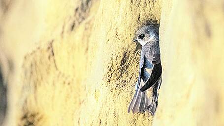 WILDLIFE: Social sand martins are a joy to watch Image