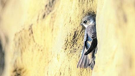 WILDLIFE: Social sand martins are a joy to watch Image