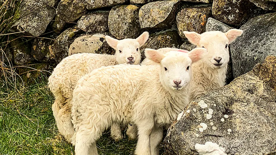 TEAGASC: Scanning of pregnant sheep will help boost productivity Image