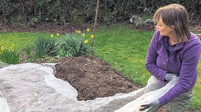 GARDENING: Take advantage of fine days Image