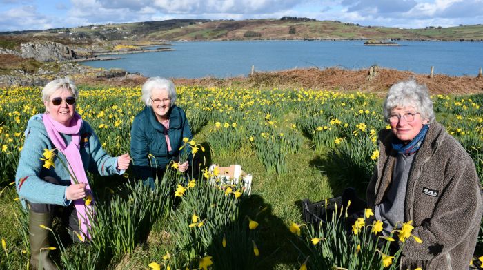 Tara O’Donoghue, Baltimore with Theresa Hickey, Skibbereen and Sally McFadden, Baltimore picking daffodils on the farm of Ted O’Driscoll near Union Hall to take to the Saturday Skibbereen farmers market where they are sold to raise funds for CoAction, Skibbereen. For many years, Mr O’Driscoll  has also  kindly donated the daffodils to generate money  for  Union Hall RNLI.								                      (Photo: Anne Minihane)