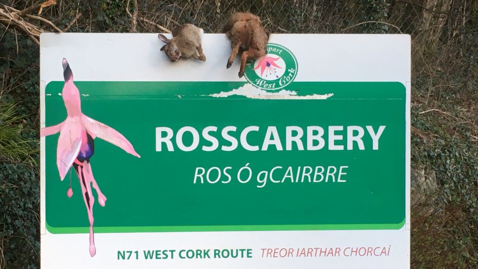 Macabre mystery of dead animals draped over road signs Image