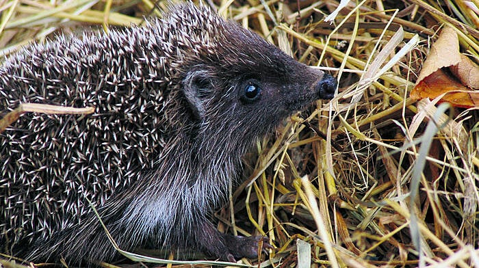 WILDLIFE: Watch out for hibernating hedgehogs Image