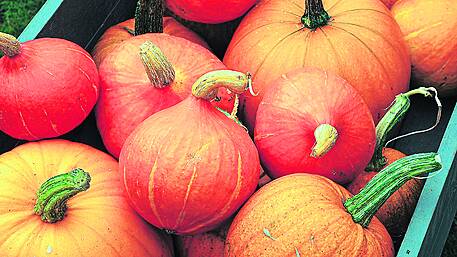 GARDENING: Time to pick those ripe pumpkins Image