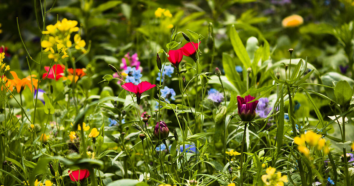 Permanent Wildflower Meadow Planned By Clonakilty Distillery 