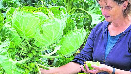 GARDENING: Sprouts aren’t just for Christmas Image