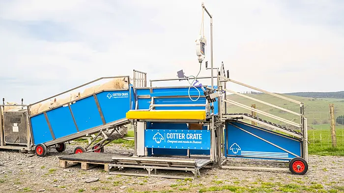 Sheep organics and Cotter Crate open day Image