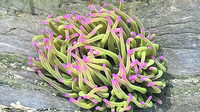 Rockpooling on our coastline Image