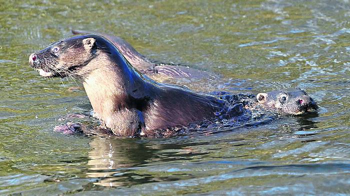 WILDLIFE: Get spotting on our rivers Image